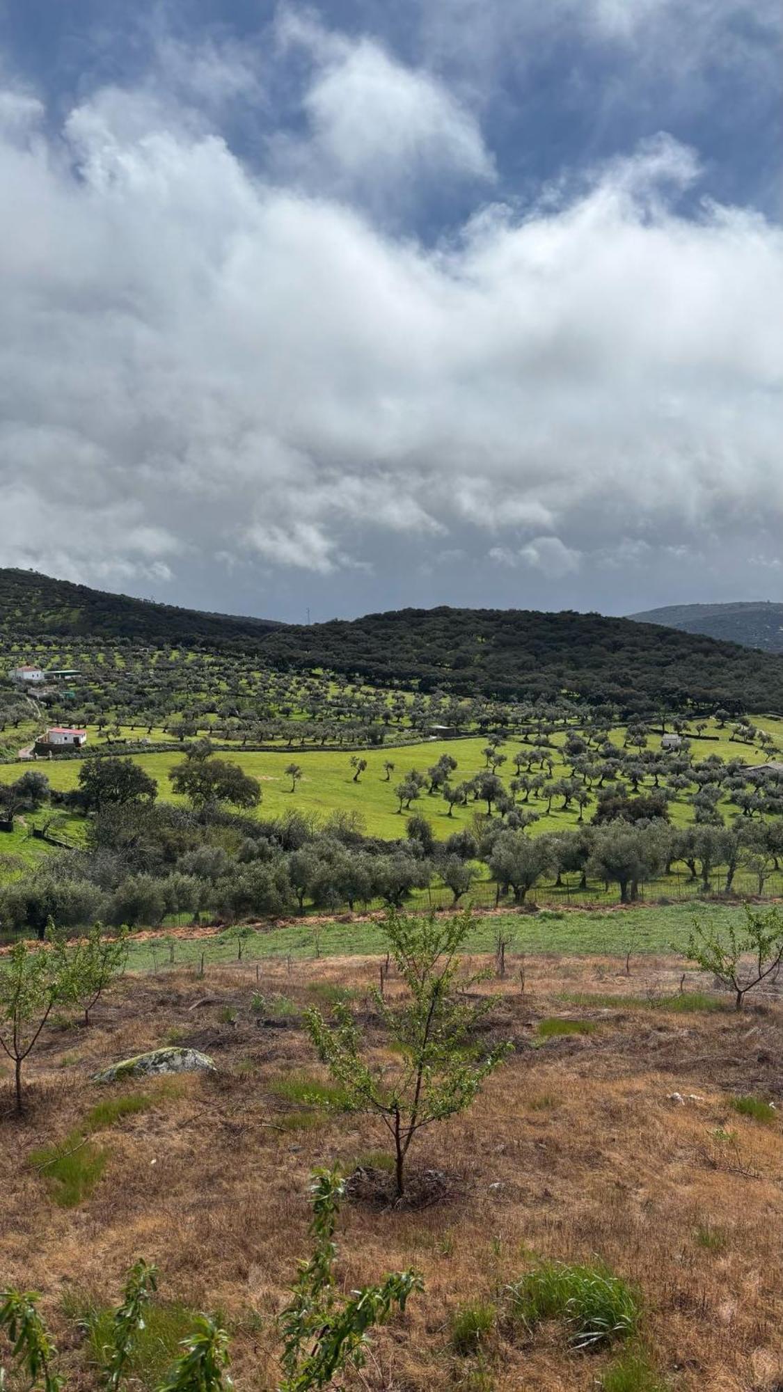 Casas Rurales Los Llanos Fuentes de León Εξωτερικό φωτογραφία
